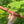 B minor Blue Bear Flutes - Old Style Red Cedar Flute